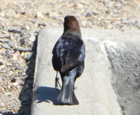 unknown starling-like bird near Jackson dam