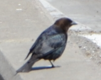 unknown starling-like bird near Jackson dam