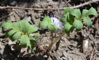 white flower...