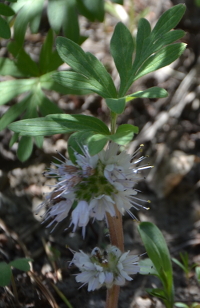 white flower...