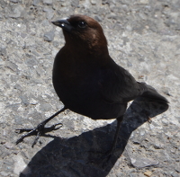 brown sparrow-like bird near Jackson dam