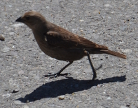 brown sparrow-like bird near Jackson dam