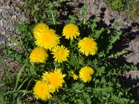 Taraxacum or dandelion type plant