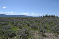 the bushy plain on the way to the Visitor Center