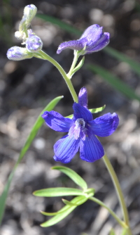 larkspur