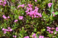 azalea-like flowers