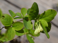 a shrub with delicate white flowers