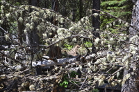 trees full of lichens near Jenny lake