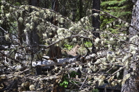 trees full of lichens near Jenny lake