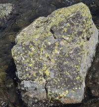 a stone full of lichens in the Cottonwood Creek