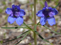 the nice blue in close-up