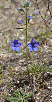 more spurred blue flowers