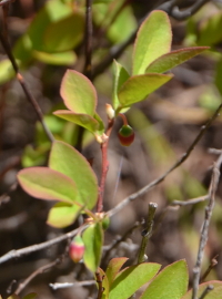 cranberry-like plant