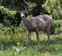 a young elk at the side of the road