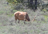 a male elk foraging