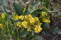 yellow flowers