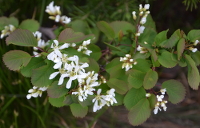 white flowers