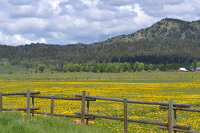 flowery meadows along the road