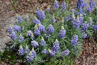 blue lupines