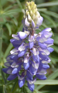 blue lupines