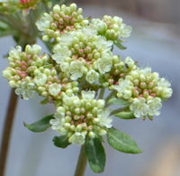 delicate heads in close-up