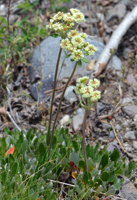 delicate heads