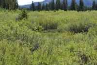 bushes in the valley