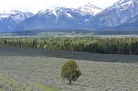 a single tree in the valley