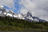 mountains, trees and flowers