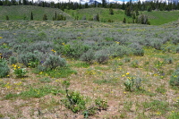 trees, bushes and flowers