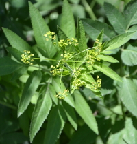 green flowers