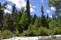 different trees and shades of green