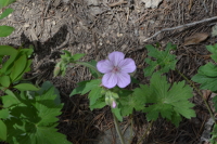 a Geranium-like flower