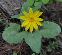 Arnica