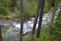 the creek seen through the trees