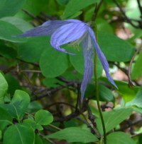 columbine