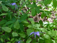 columbine