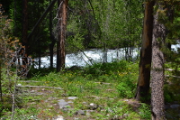 flowers in the forest