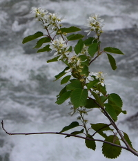 a shrub hanging over the creek
