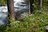 white-flowered bushes along the water