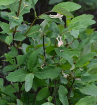 a shrub with pink twins