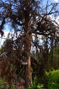 a 'bagunçada' tree