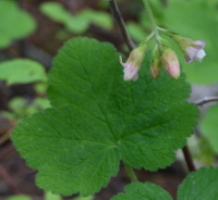 a pinkie with its leave