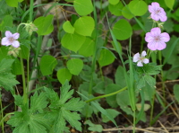 a Geranium-like flower