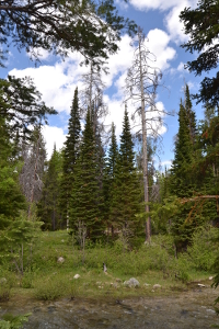 some slender conifers