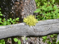 a tuft of moss, or is it lichen ?