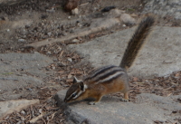a chipmunk looking for crumbs