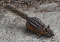 this chipmunk still is in fine shape