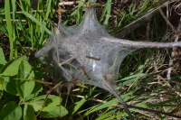 a 'nest' of caterpillars