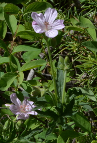 pink flowers